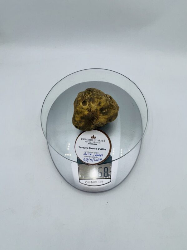 Tartufi bianchi d' Alba Tuber Magnatum Pico prov. Alta Langa cavato il 25/11/25 gr.68 D TOP