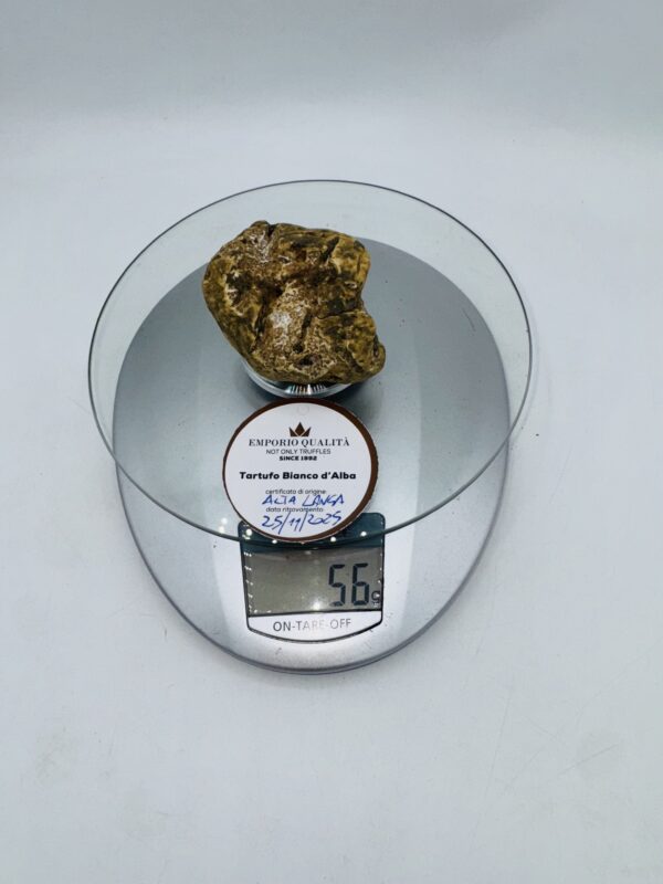 Tartufi bianchi d' Alba Tuber Magnatum Pico prov. Alta Langa cavato il 25/11/25 gr.56 h