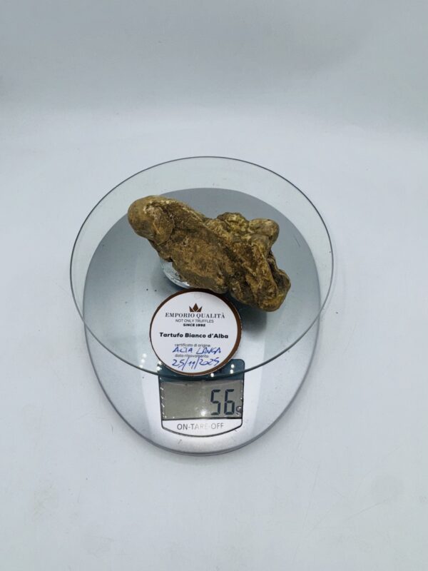 Tartufi bianchi d' Alba Tuber Magnatum Pico prov. Alta Langa cavato il 25/11/25 gr.56 L