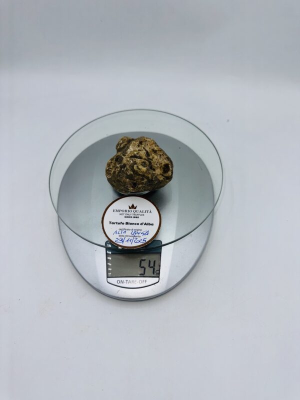 Tartufo bianco d’Alba tuber magnatum pico prov.Alta langa cavato il 29/11/2025 gr.54E