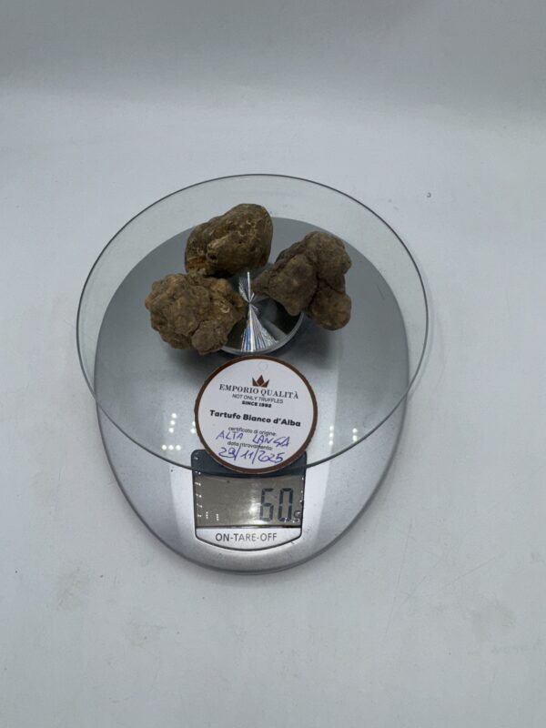 Tartufo bianco d’Alba Tuber magnatum pico prov.Alta Langa cavato il 29/11/25 gr.60 M 3 tartufi