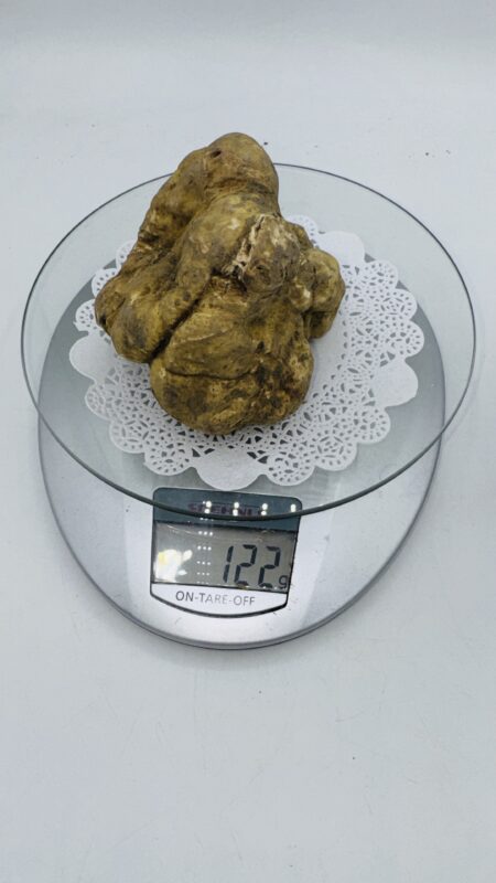 Tartufo Bianco d' Alba Tuber Magnatum Pico Prov. Alta Langa gr122