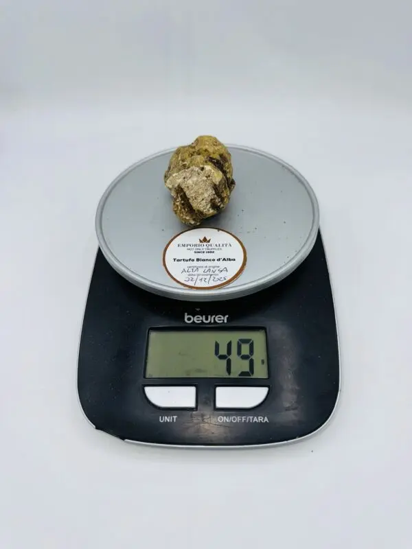 Tartufo bianco d' Alba Tuber Magnatum Pico Prov. Alta Langa cavato il 02/12/2025 gr.49 A