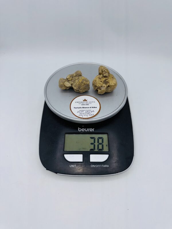 Tartufo bianco d' Alba Tuber Magnatum Pico Prov. Alta Langa cavato il 02/12/2025 gr.38 C