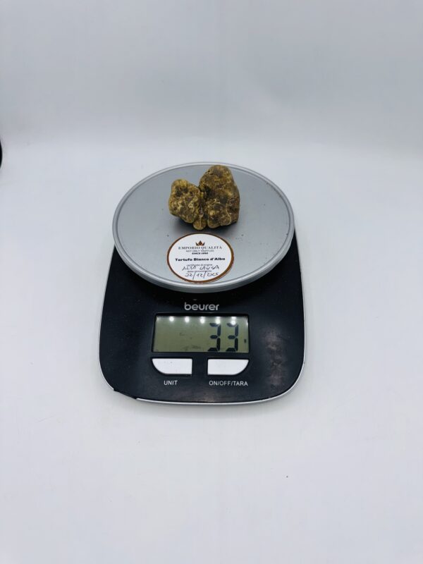 Tartufo bianco d' Alba Tuber Magnatum Pico Prov. Alta Langa cavato il 02/12/2025 gr.33 D