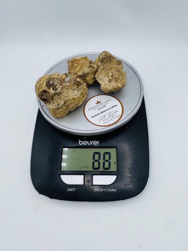 Tartufo bianco d' Alba Tuber Magnatum Pico Prov. Alta Langa cavato il 02/12/2025 gr.88 BLOCCO 2