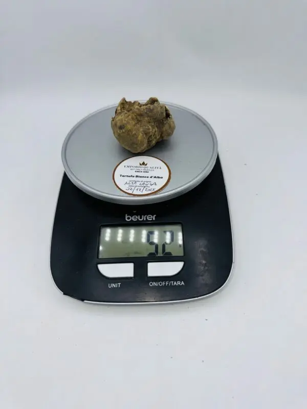 Tartufo bianco d' Alba Tuber Magnatum Pico Prov. Alta Langa cavato il 02/12/2025 gr.52 F