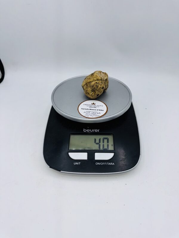 Tartufo bianco d' Alba Tuber Magnatum Pico Prov. Alta Langa cavato il 02/12/2025 gr.40 G