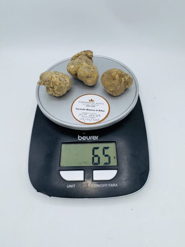 Tartufo bianco d' Alba Tuber Magnatum Pico Prov. Alta Langa cavato il 02/12/2025 gr.65L