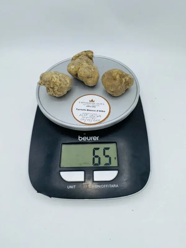 Tartufo bianco d' Alba Tuber Magnatum Pico Prov. Alta Langa cavato il 02/12/2025 gr.65L