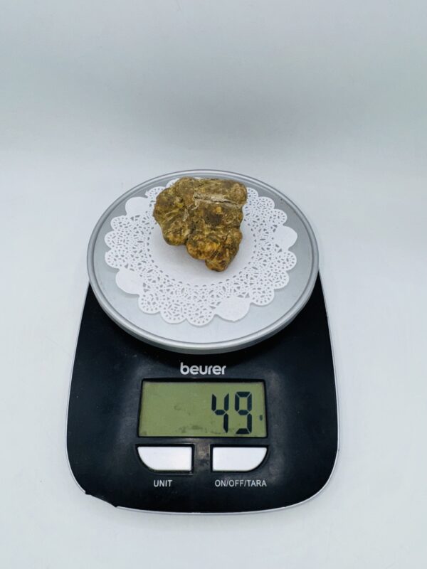 Tartufo Bianco d' Alba Tuber Magnatum Pico Prov. Alta Langa gr.49