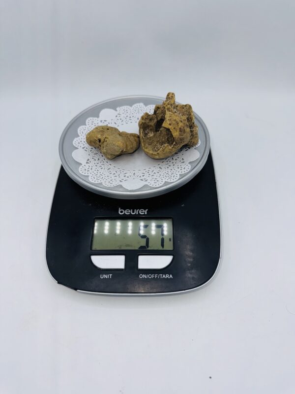 Tartufo Bianco d' Alba Tuber Magnatum Pico Prov. Alta Langa gr.57 2 tartufi