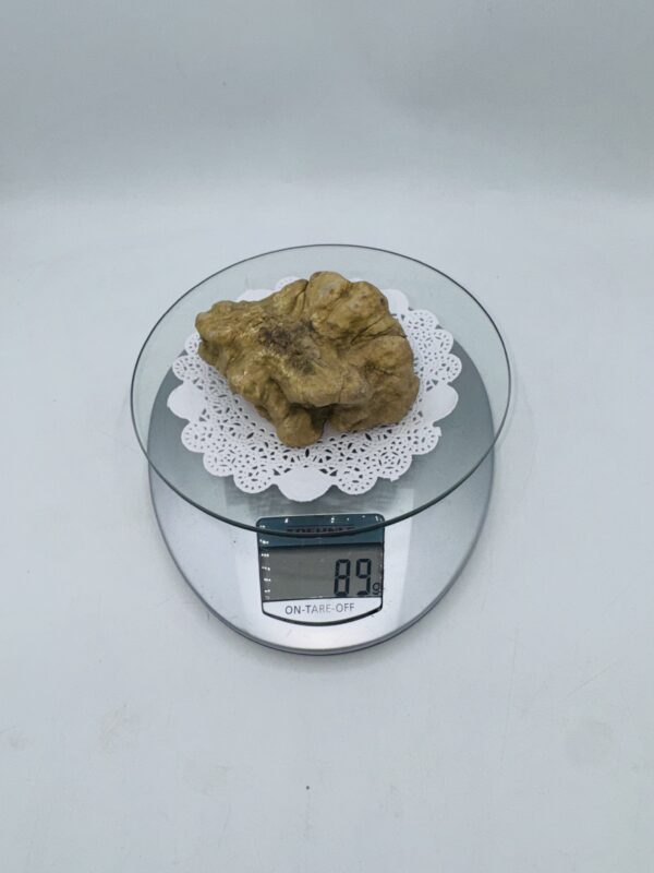 Tartufo Bianco d' Alba Tuber Magnatum Pico Prov. Alta Langa a gr.89