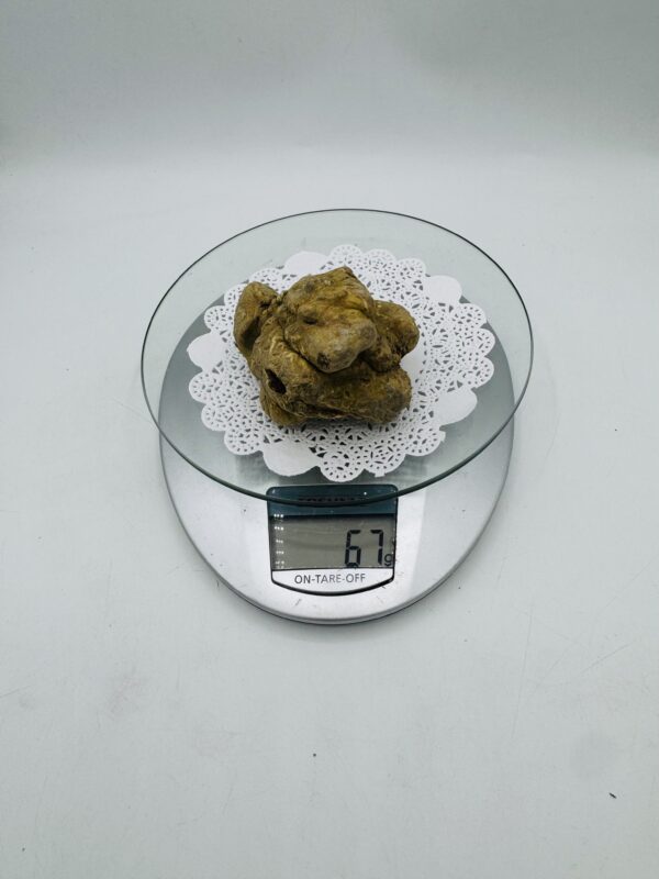 Tartufo Bianco d' Alba Tuber Magnatum Pico Prov. Alta Langa c gr.67