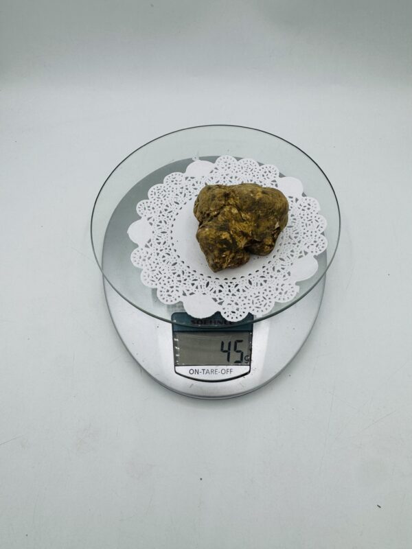 Tartufo Bianco d' Alba Tuber Magnatum Pico Prov. Alta Langa d gr.180