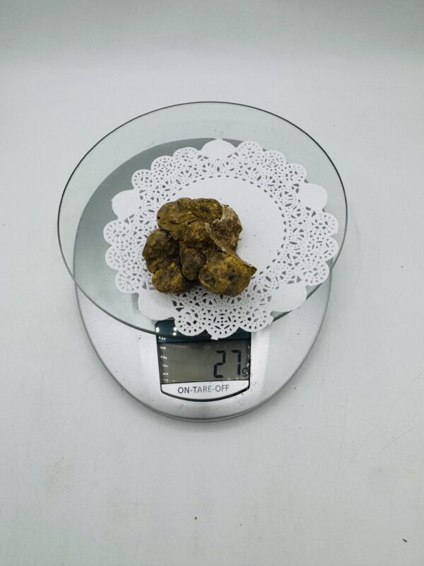 Tartufo Bianco d' Alba Tuber Magnatum Pico Prov. Alta Langa e gr.27