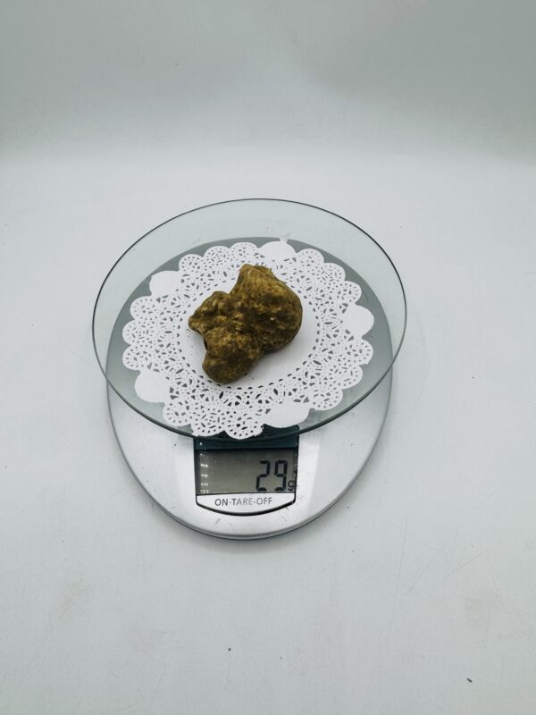 Tartufo Bianco d' Alba Tuber Magnatum Pico Prov. Alta Langa f gr.29