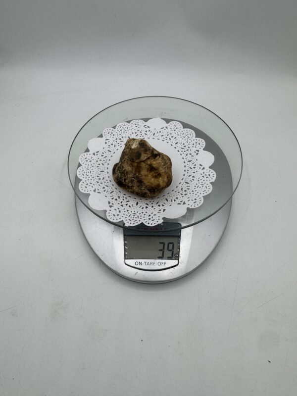 Tartufo Bianco d' Alba Tuber Magnatum Pico Prov. Alta Langa f gr.39