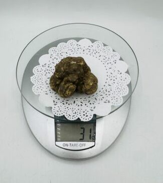 Tartufo Bianco d' Alba Tuber Magnatum Pico Prov. Alta Langa  gr.31