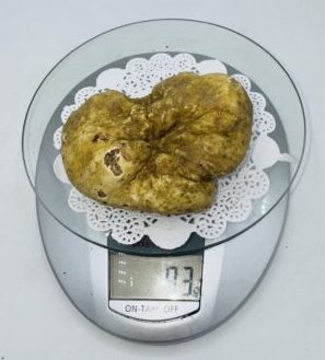 Tartufo Bianco d' Alba Tuber Magnatum Pico Prov. Alta Langa  Bgr. 93