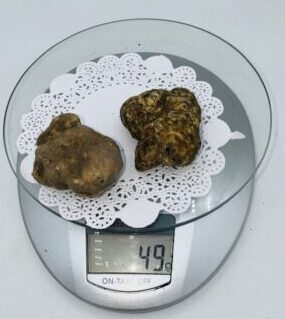 Tartufo Bianco d' Alba Tuber Magnatum Pico Prov. Alta Langa e gr.49 2tartufi