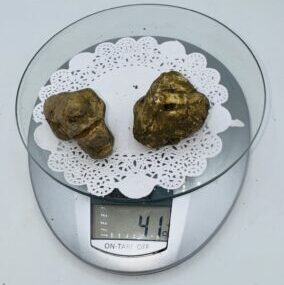 Tartufo Bianco d' Alba Tuber Magnatum Pico Prov. Alta Langa f gr.41