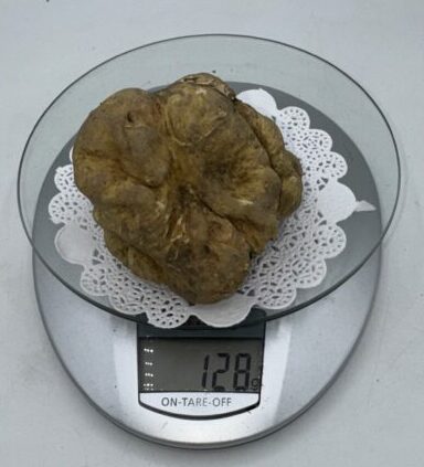 Tartufo Bianco d' Alba Tuber Magnatum Pico Prov. Alta Langa g gr.128