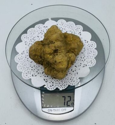 Tartufo Bianco d' Alba Tuber Magnatum Pico Prov. Alta Lang h gr.72