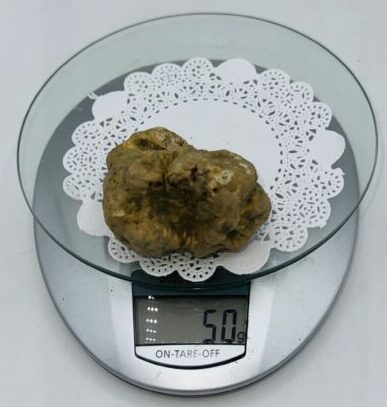 Tartufo Bianco d' Alba Tuber Magnatum Pico Prov. Alta Langa i gr.50