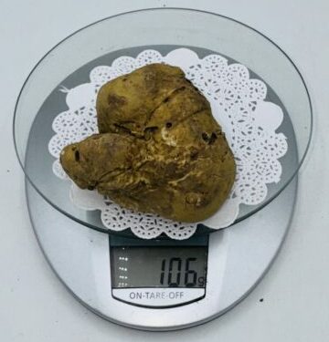 Tartufo Bianco d' Alba Tuber Magnatum Pico Prov. Alta Langa m gr.106