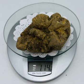 Tartufo Bianco d' Alba Tuber Magnatum Pico Prov. Alta Langa n gr.114