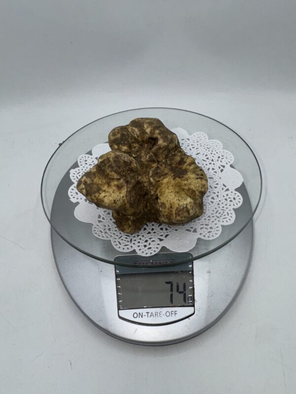 Tartufo Bianco d' Alba Tuber Magnatum Pico prov. Alta Langa gr.74