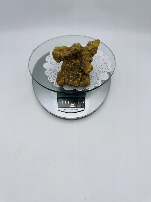 Tartufo Bianco d' Alba Tuber Magnatum Pico prov. Alta Langa gr.71 ( f codice di identificazione interno)