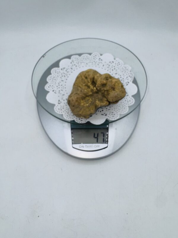 Tartufo Bianco d' Alba Tuber Magnatum Pico prov. Alta Langa gr.47 ( g codice di identificazione interno)