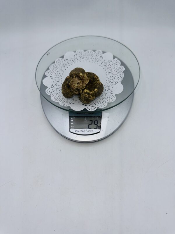 Tartufo Bianco d' Alba Tuber Magnatum Pico prov. Alta Langa gr.29 ( h codice di identificazione interno)