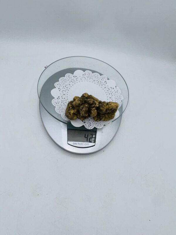 Tartufo Bianco d' Alba Tuber Magnatum Pico prov. Alta Langa gr.42 (m codice di identificazione interno)