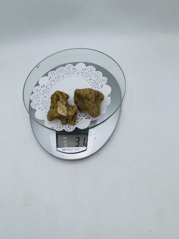 Tartufo Bianco d' Alba Tuber Magnatum Pico prov. Alta Langa gr. 31( t codice di identificazione interno 2 tartufi)