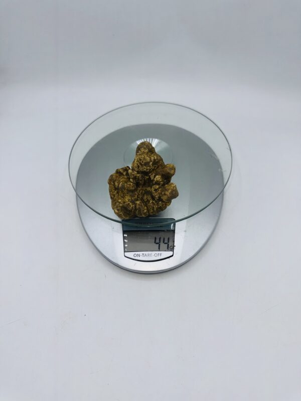 Tartufo Bianco d' Alba Tuber Magnatum Pico prov. Alta Langa gr.44 ( B codice di identificazione interno)
