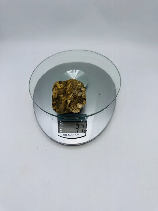 Tartufo Bianco d' Alba Tuber Magnatum Pico prov. Alta Langa gr.37 ( D codice di identificazione interno)