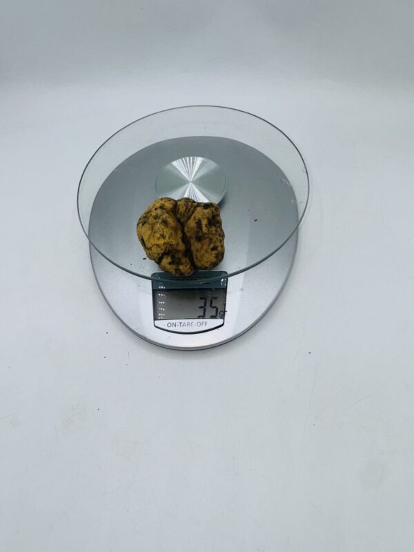 Tartufo Bianco d' Alba Tuber Magnatum Pico prov. Alta Langa gr.35 ( E codice di identificazione interno)