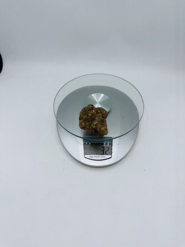 Tartufo Bianco d' Alba Tuber Magnatum Pico prov. Alta Langa gr.32 ( g codice di identificazione interno)