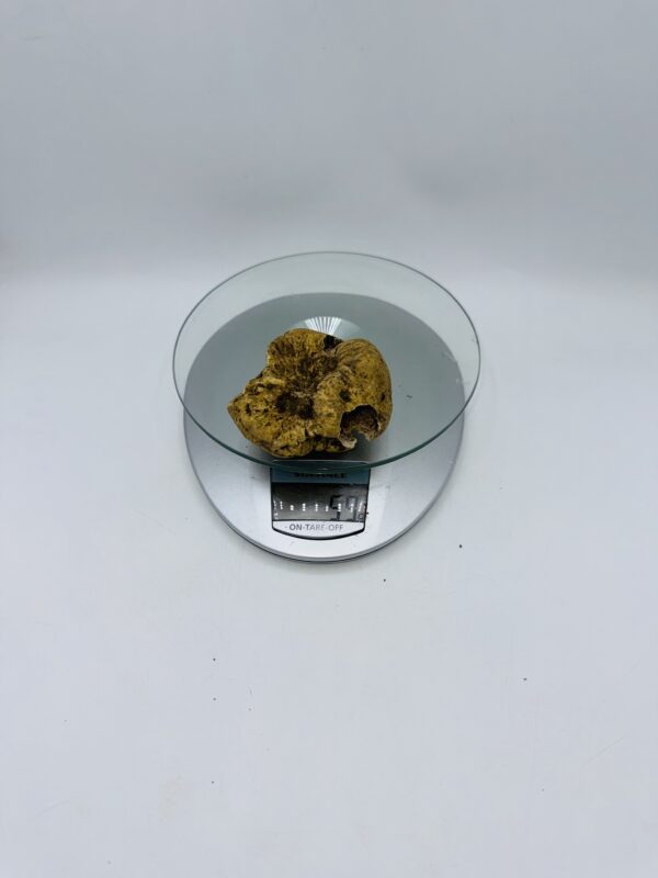 Tartufo Bianco d' Alba Tuber Magnatum Pico prov. Alta Langa gr.59 ( h codice di identificazione interno)