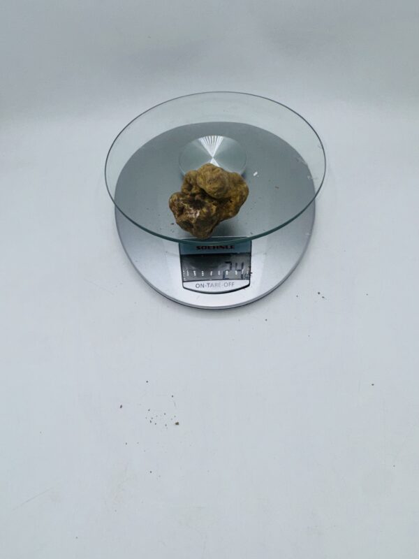 Tartufo Bianco d' Alba Tuber Magnatum Pico prov. Alta Langa   gr.24 ( m codice di identificazione interno)