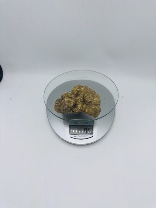 Tartufo Bianco d' Alba Tuber Magnatum Pico prov. Alta Langa gr.86 ( r codice di identificazione interno)