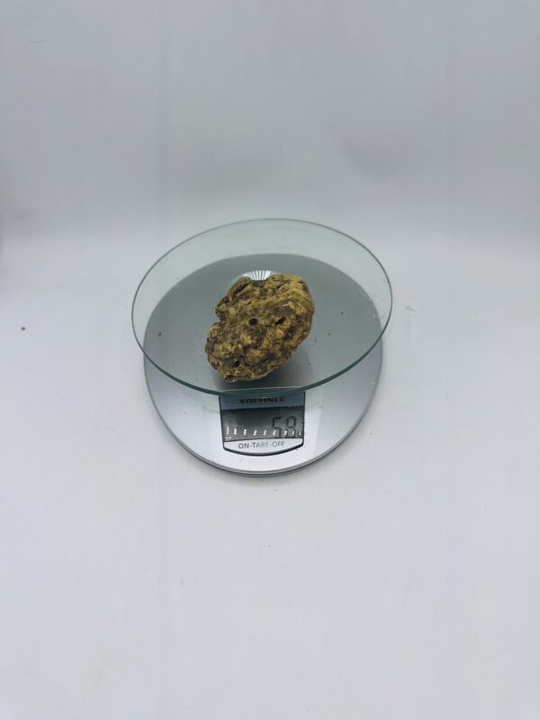 Tartufo Bianco d' Alba Tuber Magnatum Pico prov. Alta Langa gr.58 ( s codice di identificazione interno)
