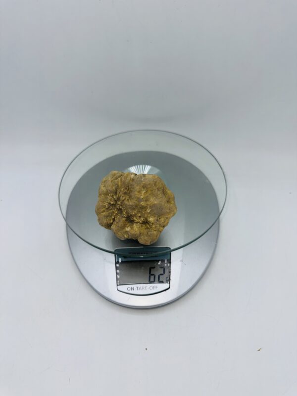 Tartufo Bianco d' Alba Tuber Magnatum Pico prov. Alta Langa   gr.62 (  codice di identificazione interno)
