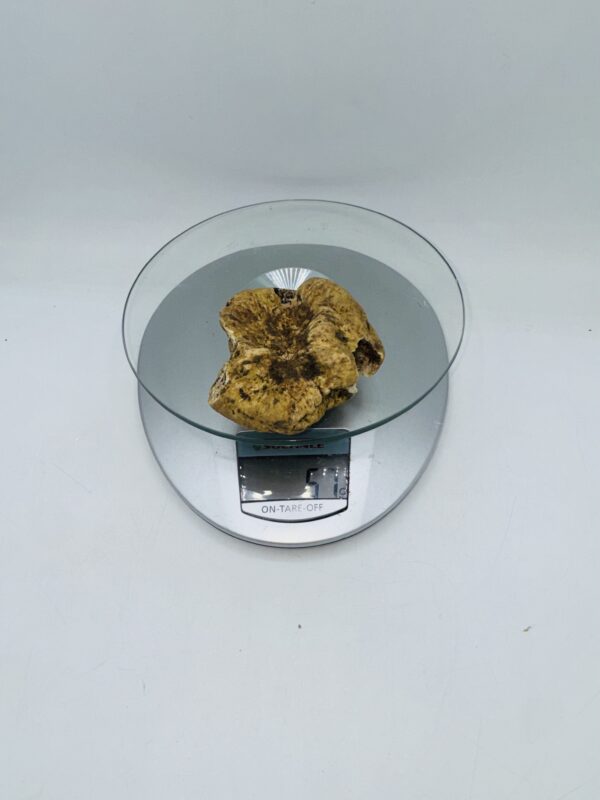 Tartufo Bianco d' Alba Tuber Magnatum Pico prov. Alta Langa gr.57 (c codice di identificazione interno)