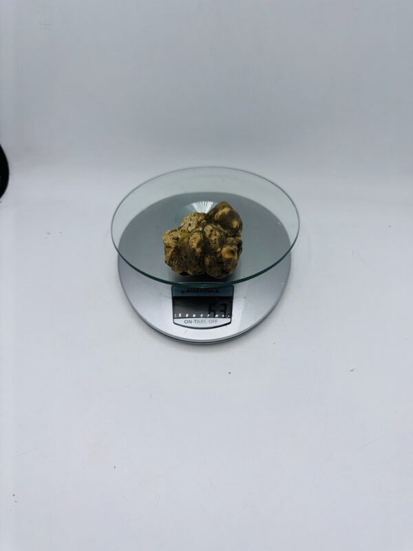 Tartufo Bianco d' Alba Tuber Magnatum Pico prov. Alta Langa   gr.63 (  e codice di identificazione interno)