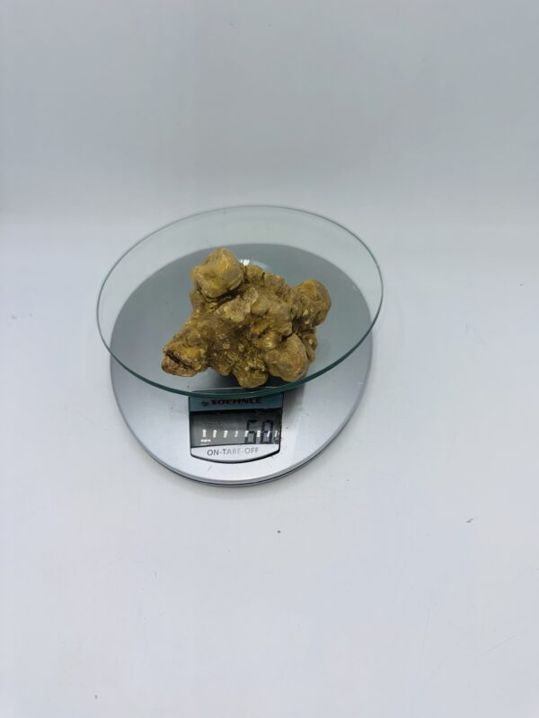 Tartufo Bianco d' Alba Tuber Magnatum Pico prov. Alta Langa gr.60 ( f codice di identificazione interno)
