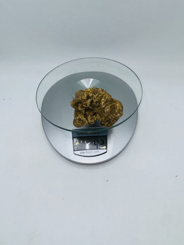 Tartufo Bianco d' Alba Tuber Magnatum Pico prov. Alta Langa   gr.57(  codice di identificazione interno)